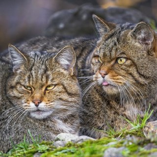 Иллюстрация 4