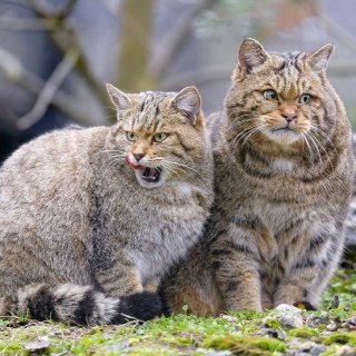 Иллюстрация 7