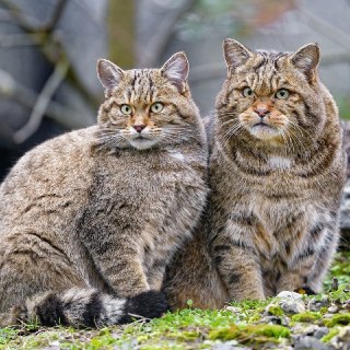 Иллюстрация 9