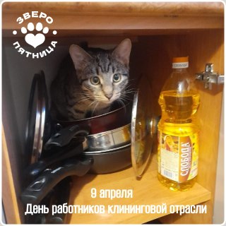 Котонадзор придет к тем, кто не помыл посуду