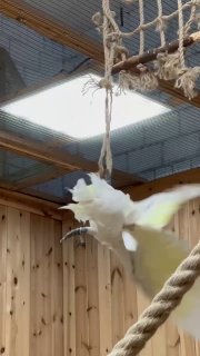 В Ленобласти более полусотни попугаев погибли в результате удушения