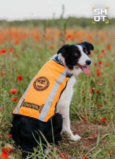 Двух собак отряда «ЛизаАлерт» застрелили в Псковской области