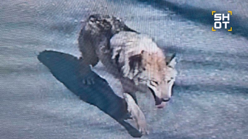 Русский волк сбежал из зоопарка в Южной Корее