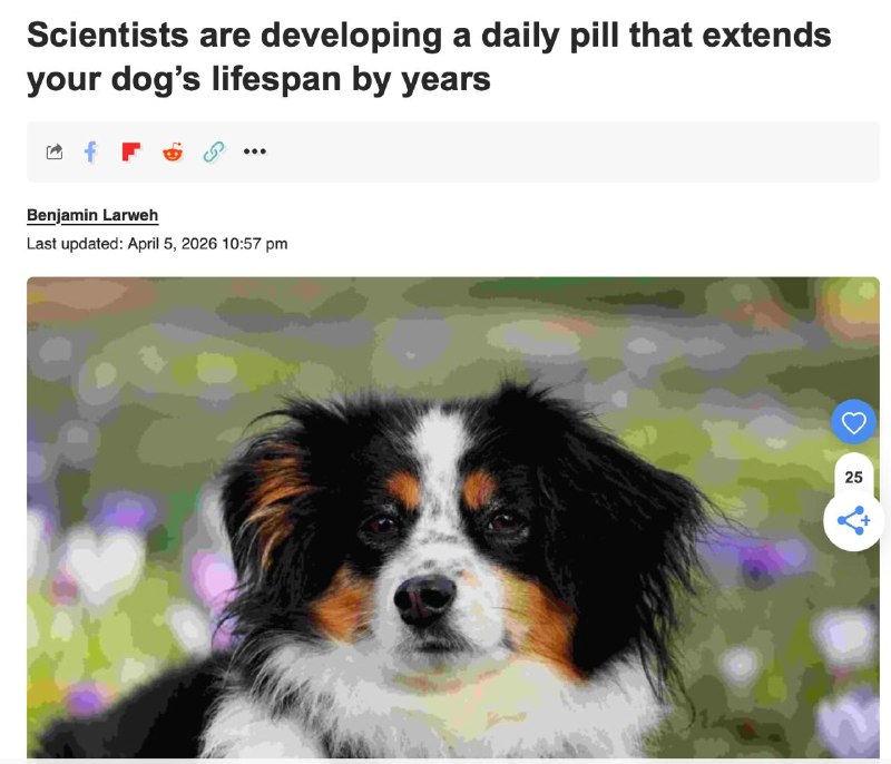 Стартап создал таблетки для продления жизни собак