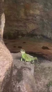 Милота: в Малазийском тропическом парке живет приветливая игуана, машущая посетителям своей лапкой 🥹