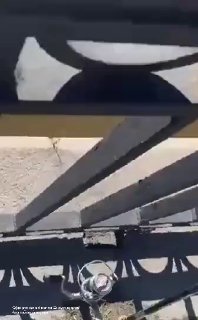 Тюлененок сразился с огромной рыбой в Обводном канале