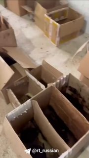 Более 200 погибших птиц обнаружено на побережье Анапы после атаки на суда