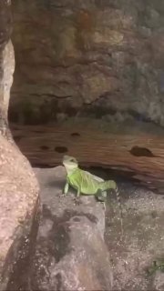 Милота дня: игуана машет лапкой в парке Малайзии