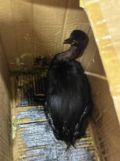 На побережье Анапы нашли 200 погибших птиц из-за разлива нефти