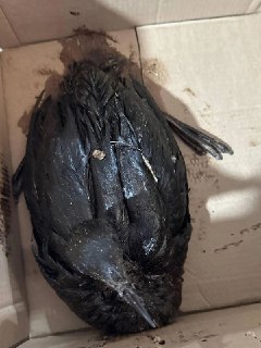 Иллюстрация 2