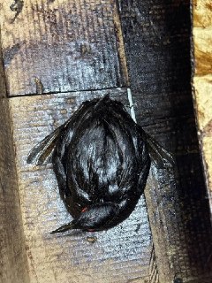 Иллюстрация 3