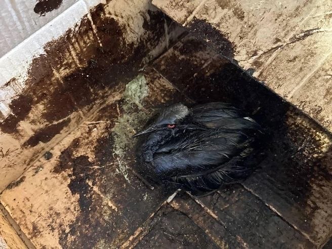 Иллюстрация 4