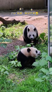 Позитивное утро с пандами