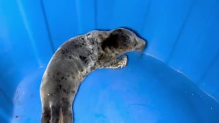 Волонтеры спасли прибившегося к берегу тюленя в Петербурге