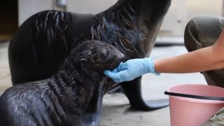 Детеныш морского котика Снарк резвится в открытом бассейне Московского зоопарка