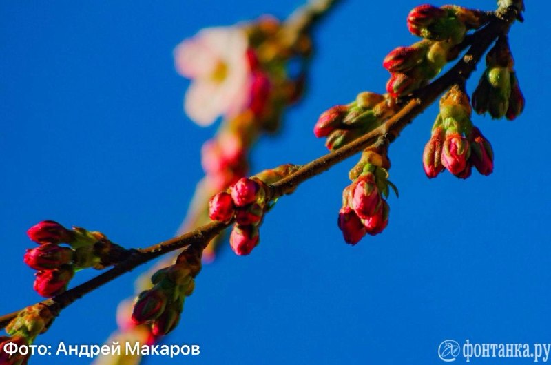В Петербурге зацвела сакура
