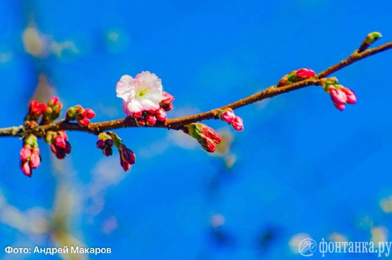 Иллюстрация 1