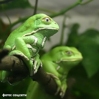 Иллюстрация 1