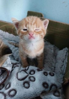 Иллюстрация 1