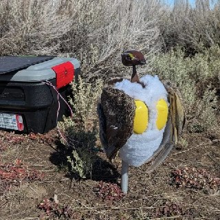 Птицы-роботы спасают исчезающих птиц в Вайоминге