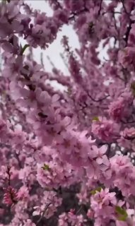 Фестиваль «Цветущая сакура» в Бирюлёвском дендропарке