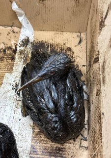 В Анапе из-за разлива нефти погибло более 200 птиц