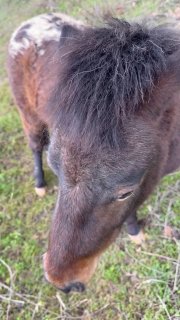 Прогулка в Ялте: встреча с лошадьми и пони
