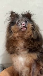 Приют «Рамзай» просит помощи: закончился корм для 170 животных