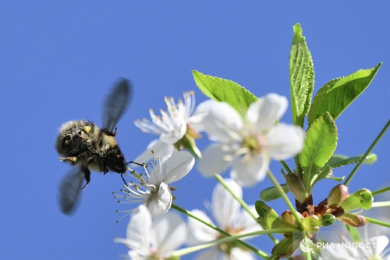 Яблони и груши зацветут в Москве не раньше начала мая