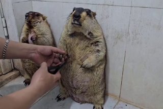 Сурки и стрижка ногтей: комическая ситуация