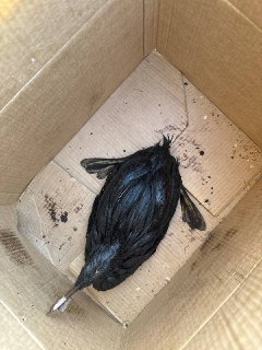 Иллюстрация 4