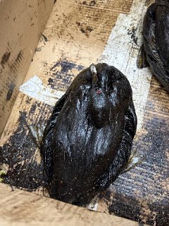 Иллюстрация 6