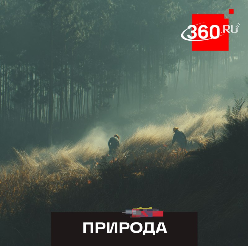Подмосковье переходит на особый противопожарный режим с 20 апреля