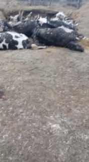 В Новосибирской области чиновники устроили гигантский скотомогильник из туш животных