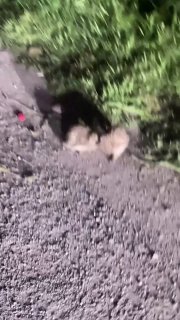 Ежи устроили драку в Дагестане