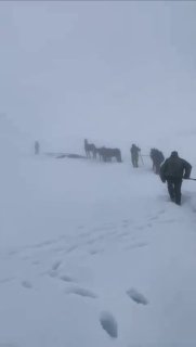 Двадцать лошадей спасли из снежного плена в горах Дагестана