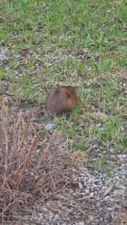 В Петербурге поймали и переселили мускусную крысу