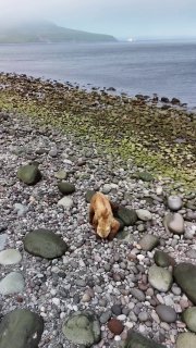 Медведи-краболовы на Курилах переворачивают камни ради добычи