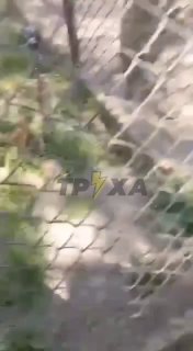 В Ковеле силовики силой вывезли мужчину с территории частного дома во время мобилизации