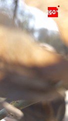 Как выжить после весенней прогулки: сезон клещей