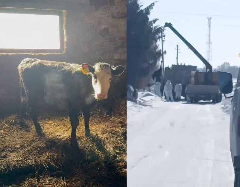 В Новосибирской области планируют снять карантин к 1 мая