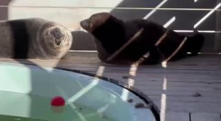 Ладожские нерпы Шлиссик и Крошик начали линять