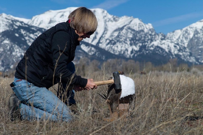 Школьники создали роботов-тетеревов для спасения популяции птиц в США