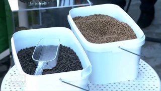 Лукашенко продемонстрировали преимущества белорусского корма для рыб