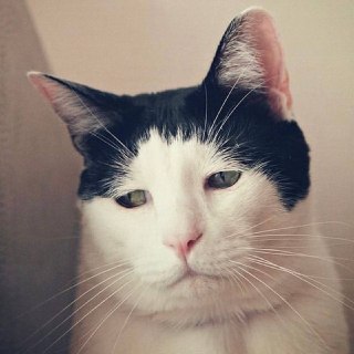 В интернете покорил сердца 13-летний кот Панчо с «грустным» взглядом