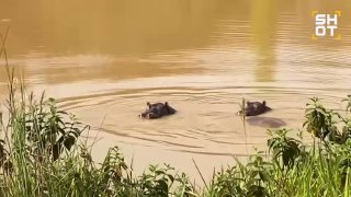 Колумбия объявила войну «кокаиновым бегемотам» Пабло Эскобара