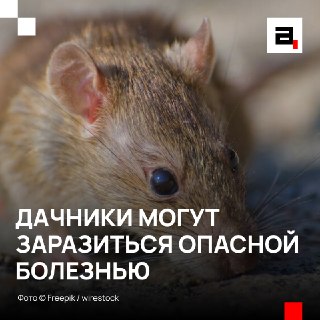 Дачники рискуют подхватить смертельную лихорадку