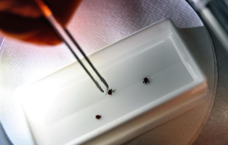 Роспотребнадзор сообщил о более чем 6 тысячах случаев укусов клещей с начала сезона