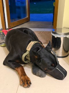 Личная история Олега Царёва о питомце в наморднике