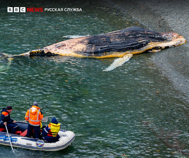В Находке на берег выбросило тушу горбатого кита